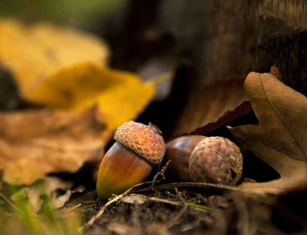 Oaks onder enorme eik — Stockfoto