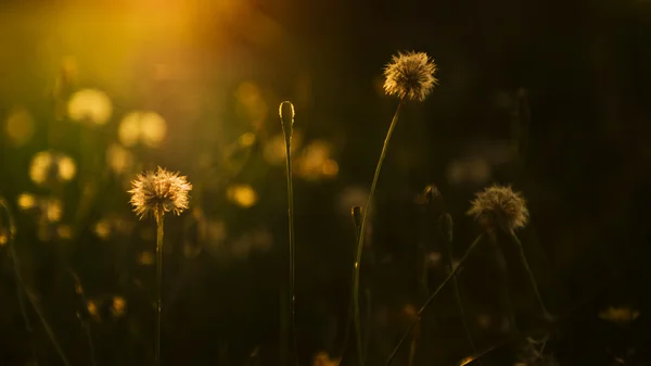 Blow-ball field in sunset — Stock Photo, Image