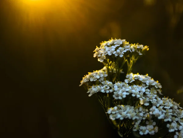 Fleurs sauvages blanches au coucher du soleil — Photo