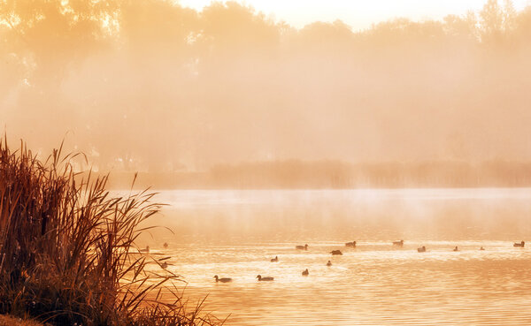 Beautiful lake with wild ducks