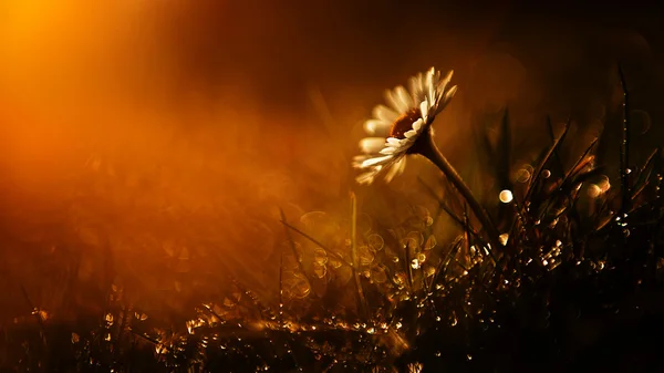 Amazing white wild flower in sunset after rain