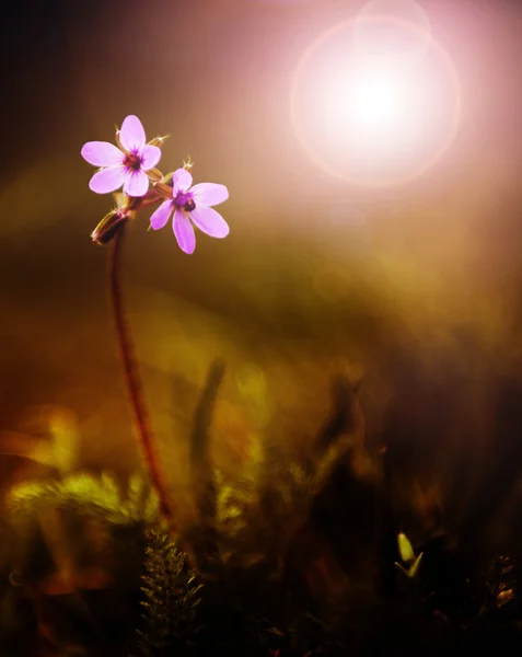 Bela flor selvagem ao pôr do sol — Fotografia de Stock