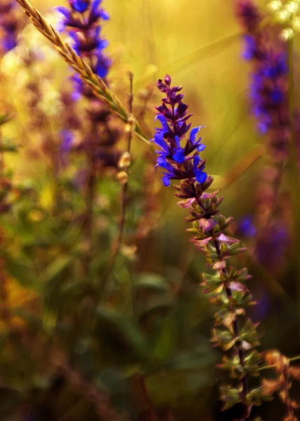 Niebieski dzikich kwiatów, zachodzie słońca — Zdjęcie stockowe