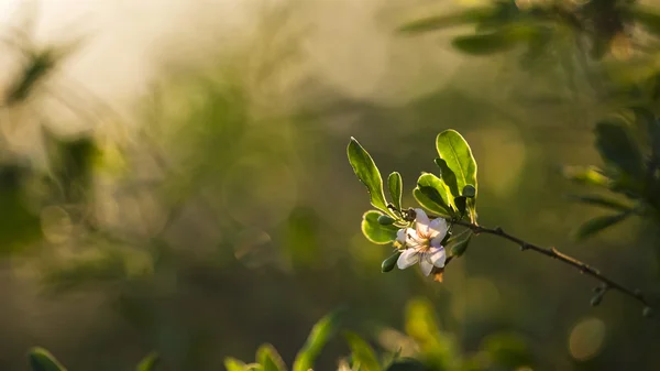 Albero bianco fiore in primavera — Foto Stock