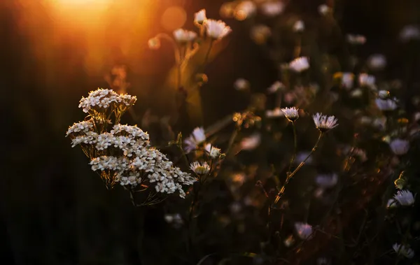 Un sacco di fiori bianchi selvatici al tramonto — Foto Stock