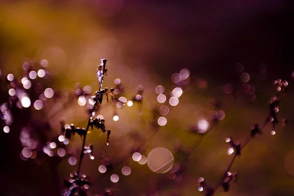 在日落在冬天的霜花的野生花卉 — 图库照片
