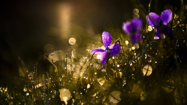 Purple viola wild flowers in sunset