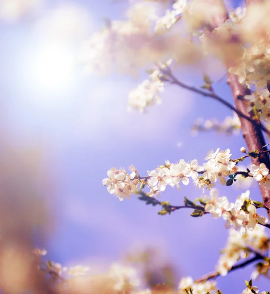 White tree flowers in spring