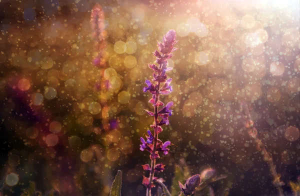Фиолетовый дикий цветок под дождем и закатом Стоковое Изображение