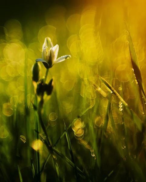 Mooie witte wild bloem in zonsondergang — Stockfoto