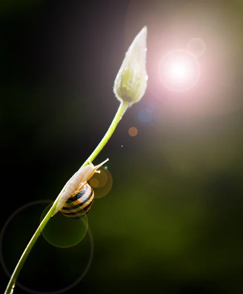 Little snail's fantasy world — Stock Photo, Image