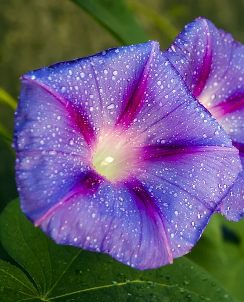 Bela flor com gotas de água — Fotografia de Stock