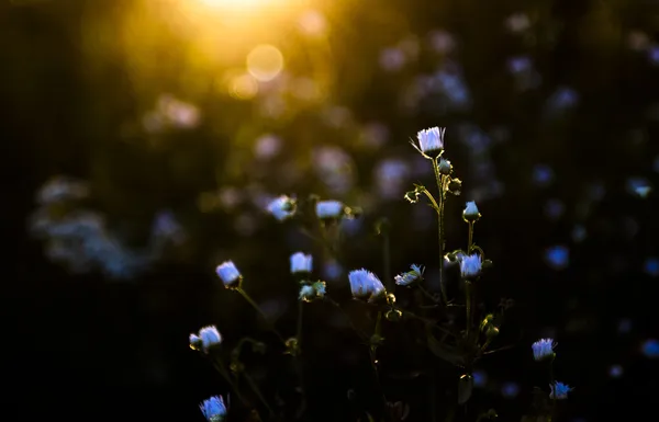 Veel witte wilde bloemen in zonsondergang — Stockfoto
