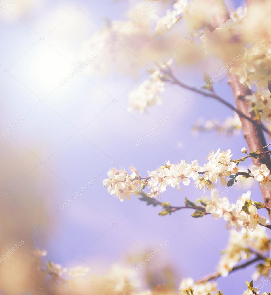 Spring tree flower