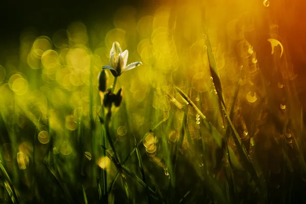 Vit vilda blomma i solnedgången — Stockfoto