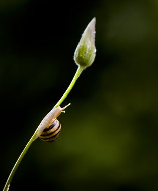salyangoz için daha yüksek gider