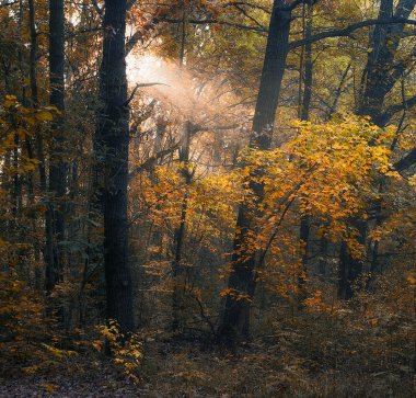 güzel orman parçası finnland