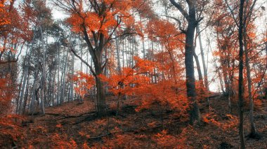 sonbahar ormanı