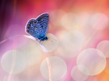 güzel mavi kelebek rüya