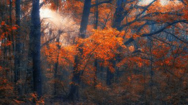 sonbahar günbatımı ormanda