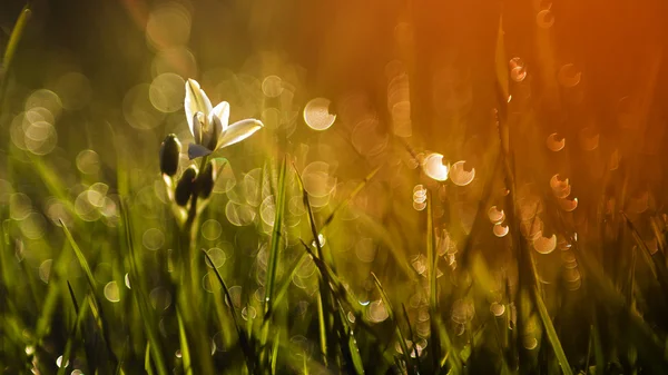 Vit vilda blomma i solnedgången — Stockfoto