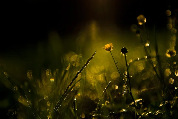 Wildflower na regen in het forest. — Stockfoto