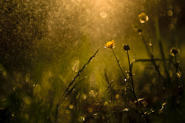 Wildflower after rain in the forest.