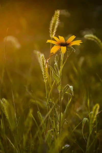 Wilde Blume im Sonnenuntergang — Stockfoto