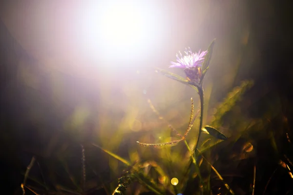 日没で野生の花 — ストック写真