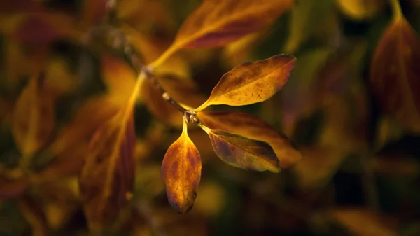 Feuilles d'automne — Photo