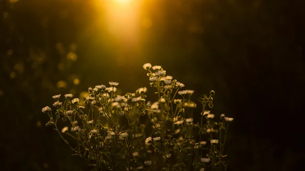 Flori sălbatice în apus de soare — Fotografie, imagine de stoc