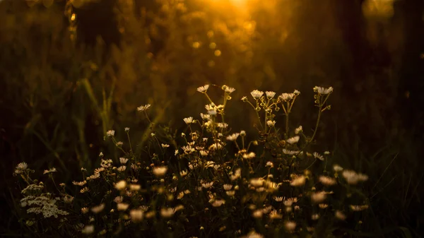 Wildblumen im Sonnenuntergang — Stockfoto