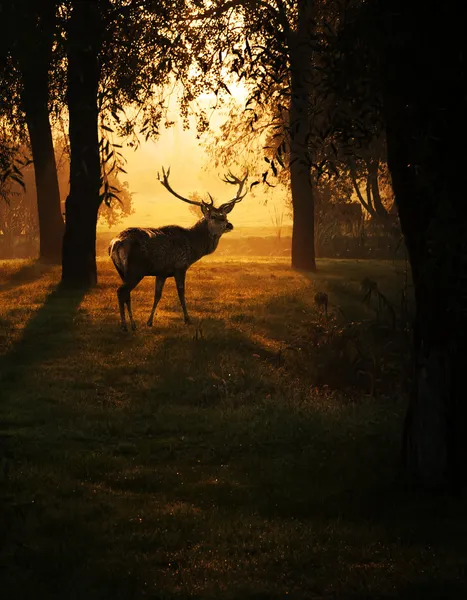 Cerf au coucher du soleil dans la forêt — Photo