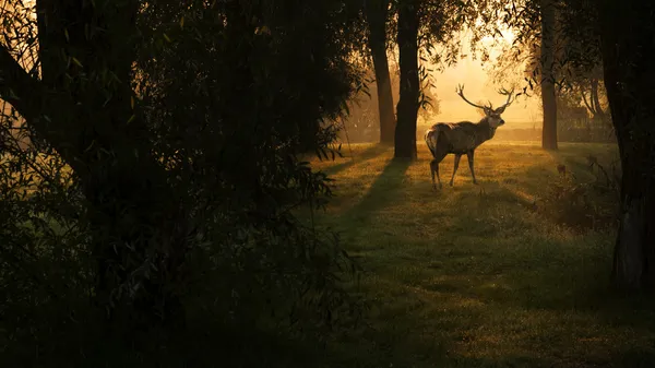 Cerf au coucher du soleil dans la forêt — Photo