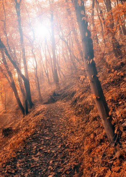 Foresta autunnale al tramonto — Foto Stock