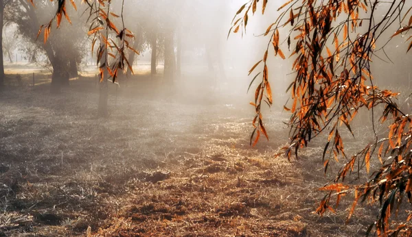 Cold and foggy morning — Stock Photo, Image