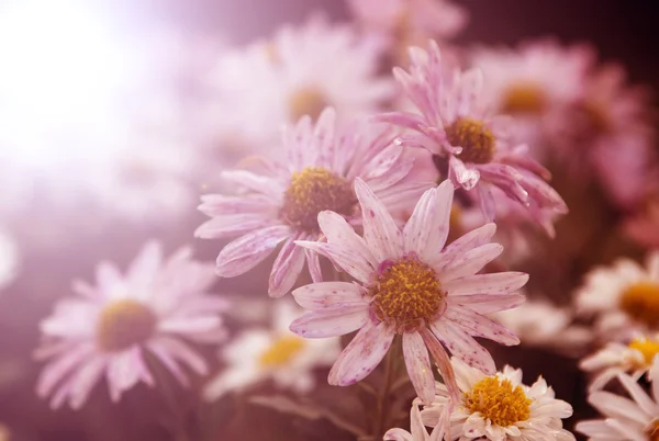 Flores en la puesta del sol —  Fotos de Stock