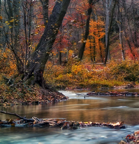Mooie rivier in het bos — Stockfoto