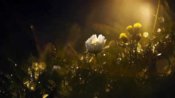 日没の美しい白い野生の花 — ストック写真