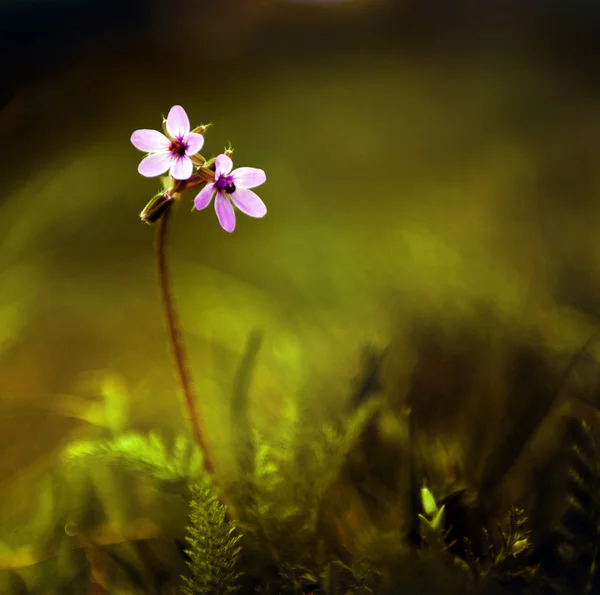 Wild flower in sunset — Stock Photo, Image