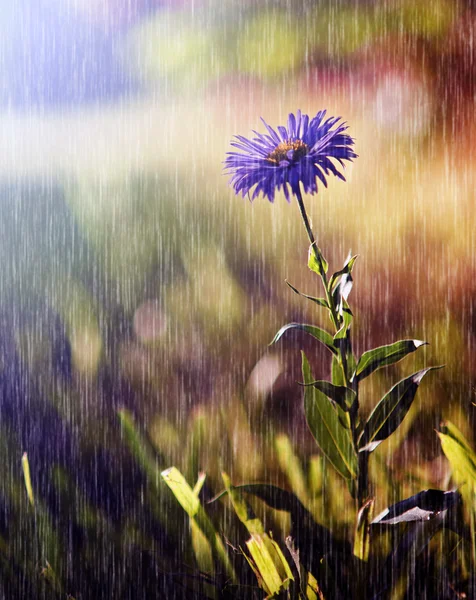 Schöne Wildblume bei starkem Regen — Stockfoto