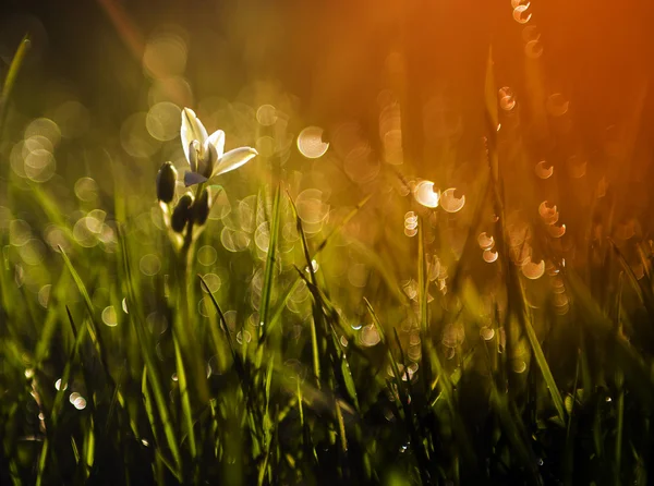 Lille hvid vild blomst i solnedgang - Stock-foto