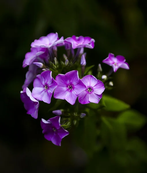 Beautiful purple flower. — Stock Photo, Image