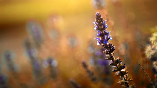 Beautiful purple wild flower in sunet — Stock Photo, Image