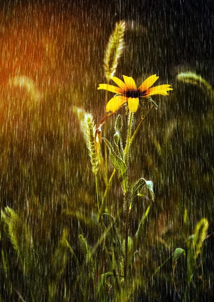 Gelbe Wildblume im Regen — Stockfoto
