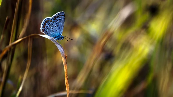 günbatımı güzel mavi kelebek