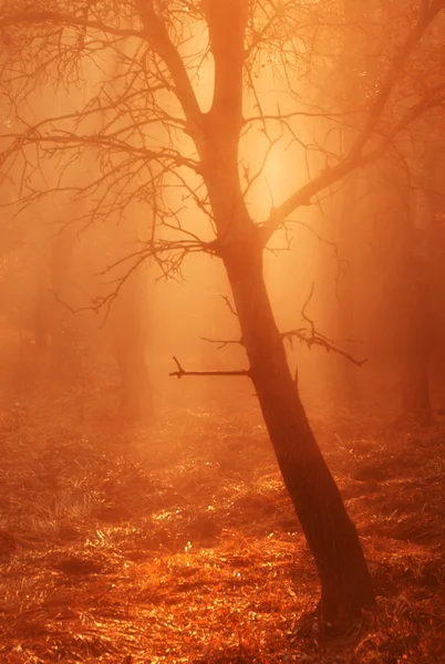 Arbre solitaire et coucher de soleil Images De Stock Libres De Droits