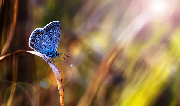 Hermosa mariposa azul en la puesta del sol Imagen de archivo