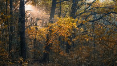 Günbatımında güzel sonbahar ormanı
