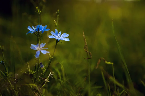 Bellissimi fiori selvatici blu al tramonto — Foto Stock